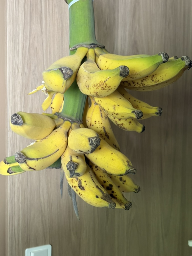 Wir haben im Eingang drei Bananenbäume. Hier ist die Bananenstaude, die DAURI und Gärtner abgeschlagen hat, damit die kleinen Äffchen nicht die halbreifen Bananen klauen. Und zum Nachreifen hänge ich sie dann in der Waschküche auf. Und das sind auf einen Schlag dann so viele, dass ich tatsächlich wieder bestimmt 20 Stück draußen in den Garten gelegt habe für unser Opossum und die Kleinen Lemuren/Äffchen.